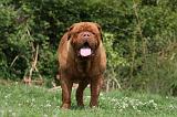 DOGUE DE BORDEAUX 318